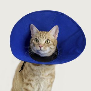 ネコ科の動物用動物用エリザベスカラー