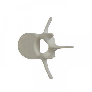 椎骨の解剖模型