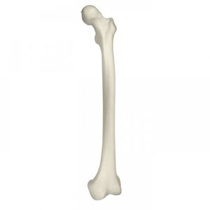 大腿骨の解剖模型