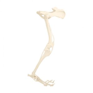 骨盤の解剖模型