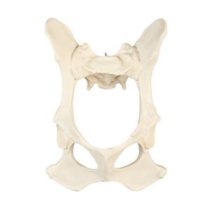 骨盤の解剖模型