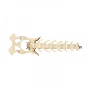 骨盤の解剖模型