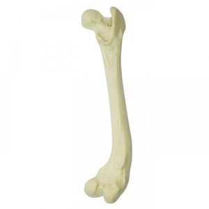 大腿骨の解剖模型