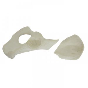 骨盤の解剖模型