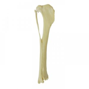 脛骨の解剖模型