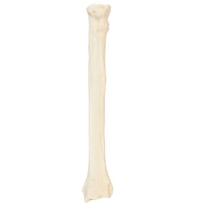 橈骨の解剖模型