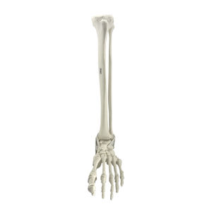 骨の解剖模型