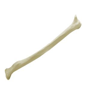 骨の解剖模型