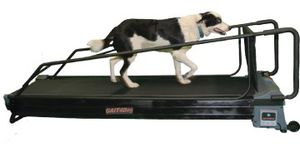 犬用動物トレッドミル 1
