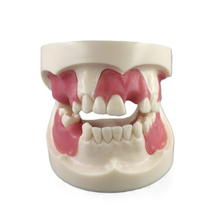 歯の解剖模型 - JG-Y15 - FOSHAN JINGLE MEDICAL EQUIPMENT CO., LTD