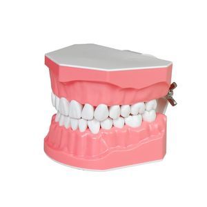 歯並び用解剖模型