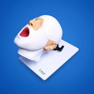 咽頭の解剖模型