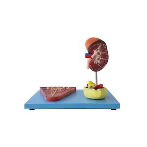 腎臓の解剖模型