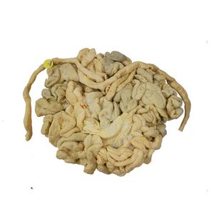 大腸解剖模型
