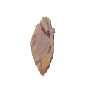 乳房解剖模型