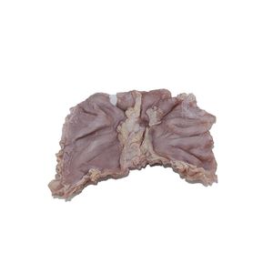 胃の解剖模型