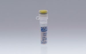 dNTP溶液試薬