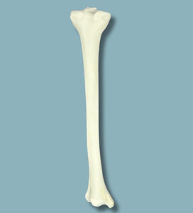 脛骨の解剖模型