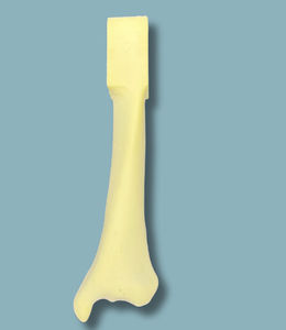 脛骨の解剖模型