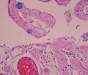 染料試薬キット