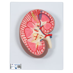 腎臓の解剖模型