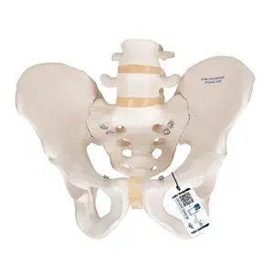 XB71 人体模型 3B Scientific キャスター付 骨格 医学 /M9 XB71 人体模型 3B Scientific キャスター付 骨格 医学 /M9