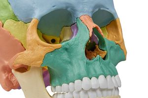 頭蓋骨の解剖模型 - 4708 - Erler-Zimmer - 医療訓練用 / 男性用