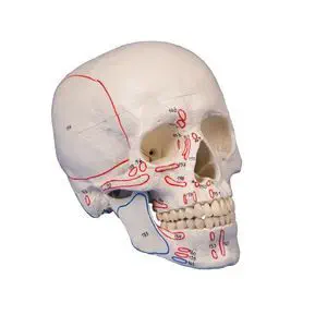 頭蓋骨の解剖模型 - 4708 - Erler-Zimmer - 医療訓練用 / 男性用 頭蓋骨の解剖模型 - 4708 - Erler-Zimmer - 医療訓練用 / 男性用