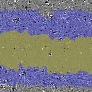 分析ソフトウェアモジュール