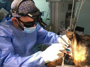 動物口腔外科用動物用レーザー