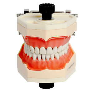 顎の解剖模型 - NA214 - Navadha Enterprises - 歯並び用 / 歯科治療