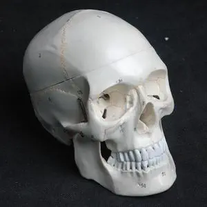 頭蓋骨の解剖模型 - Wellden International Inc. - 実習用