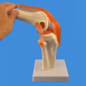 関節の解剖模型