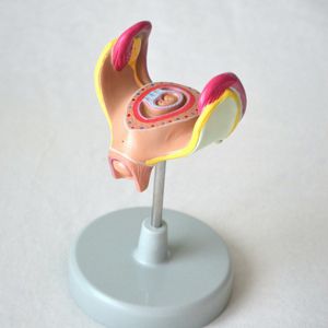 子宮解剖模型