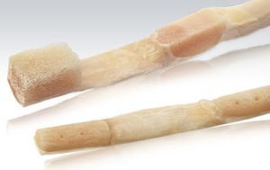 アキレス腱靭帯プロテ-ゼ / 4頭筋腱 / 同種移植