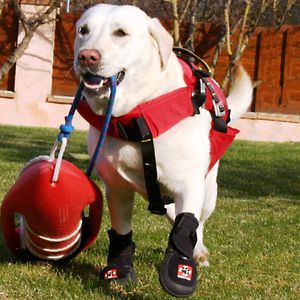 犬用動物用歩行ブーツ