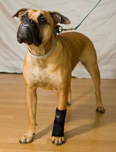 手根管用動物用スプリント