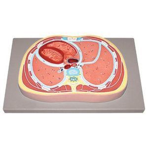 腹部解剖模型