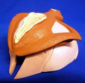 骨盤の解剖模型 - ZKK-267-A - Educational + Scientific Products Ltd