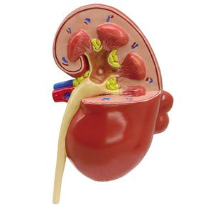 腎臓の解剖模型