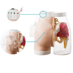 お尻解剖模型 - M152-2 - Sakamoto Model Corporation - 注射