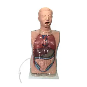 解剖学 Visual Anatomy 視覚解剖学