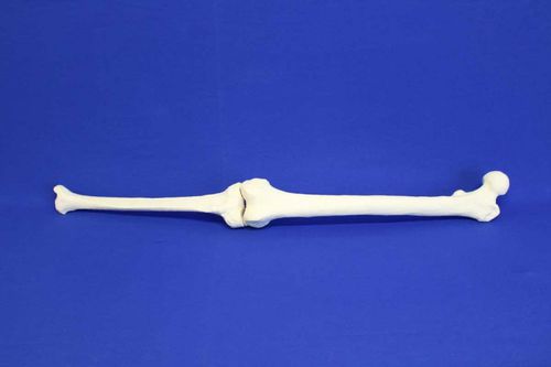 脛骨の解剖模型 - TFE - Créaplast - 大腿骨の / 実習用