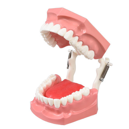 舌の解剖模型 - DM11 - GF DENTAL - 歯茎の / 歯並び用 / 歯科衛生用