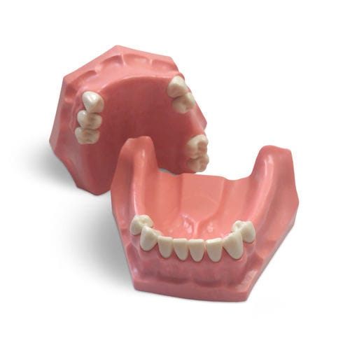 歯並び用解剖模型 - E01/P - GF DENTAL - 歯科治療 / 医療訓練用 / 樹脂製