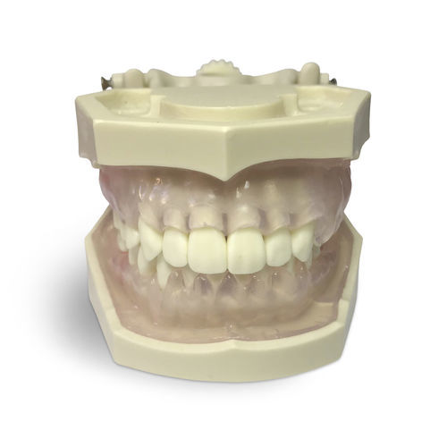 歯茎の解剖模型 - E11/GP - GF DENTAL - 歯並び用 / 歯科衛生用 / 実習用