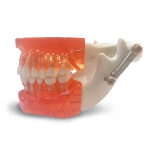 歯の解剖模型 - ETR1 - GF DENTAL - 歯茎の / 上顎骨の / 顎の