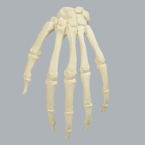 骨の解剖模型 - 1008-1 - Sawbones/Pacific Research Labs - 手の / 実習用 / フォーム製