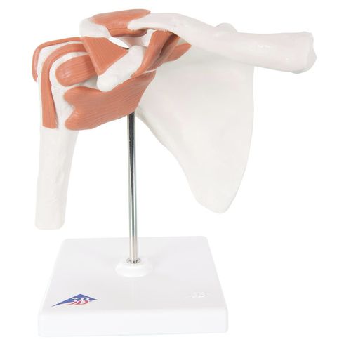 肩の解剖模型 - 3BA80 - RehabMedic