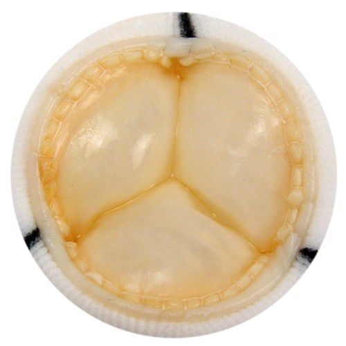 肺生体弁 - 8431 - Braile Biomedica - 三尖弁用 / 大動脈弁用 / 僧帽弁用
